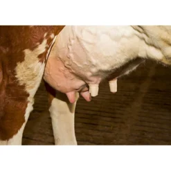 Kerbl Udderosoft Speen Bandage