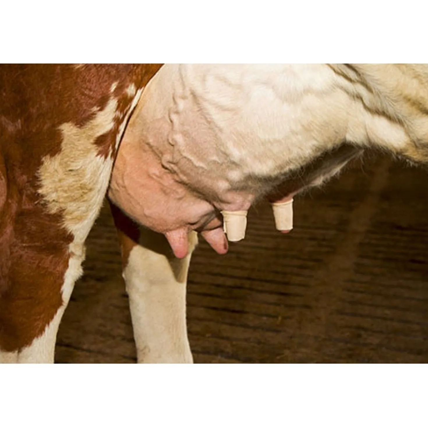 Kerbl Udderosoft Speen Bandage