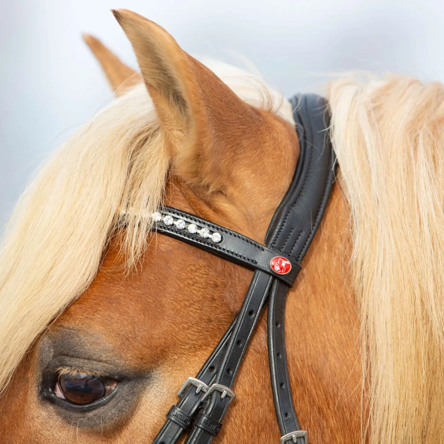 Kieffer Hoofdstel Ultrasoft Haflinger Zwart/Witte steentjes