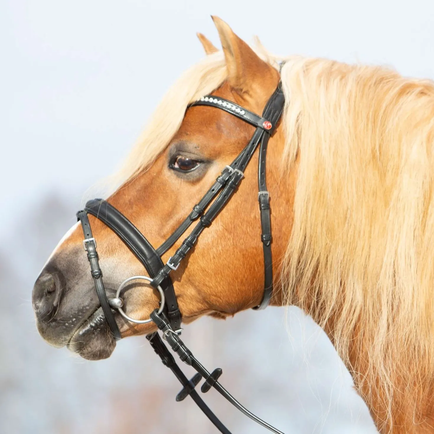 Kieffer Hoofdstel Ultrasoft Haflinger Zwart/Witte steentjes