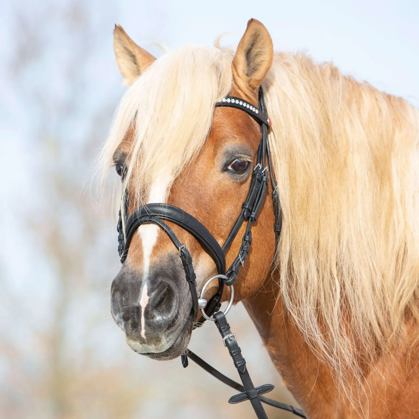 Kieffer Hoofdstel Ultrasoft Haflinger Zwart/Witte steentjes