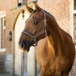 LeMieux Halster Heritage Cocoa