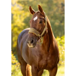 LeMieux Halsterset Vogue Gooseberry