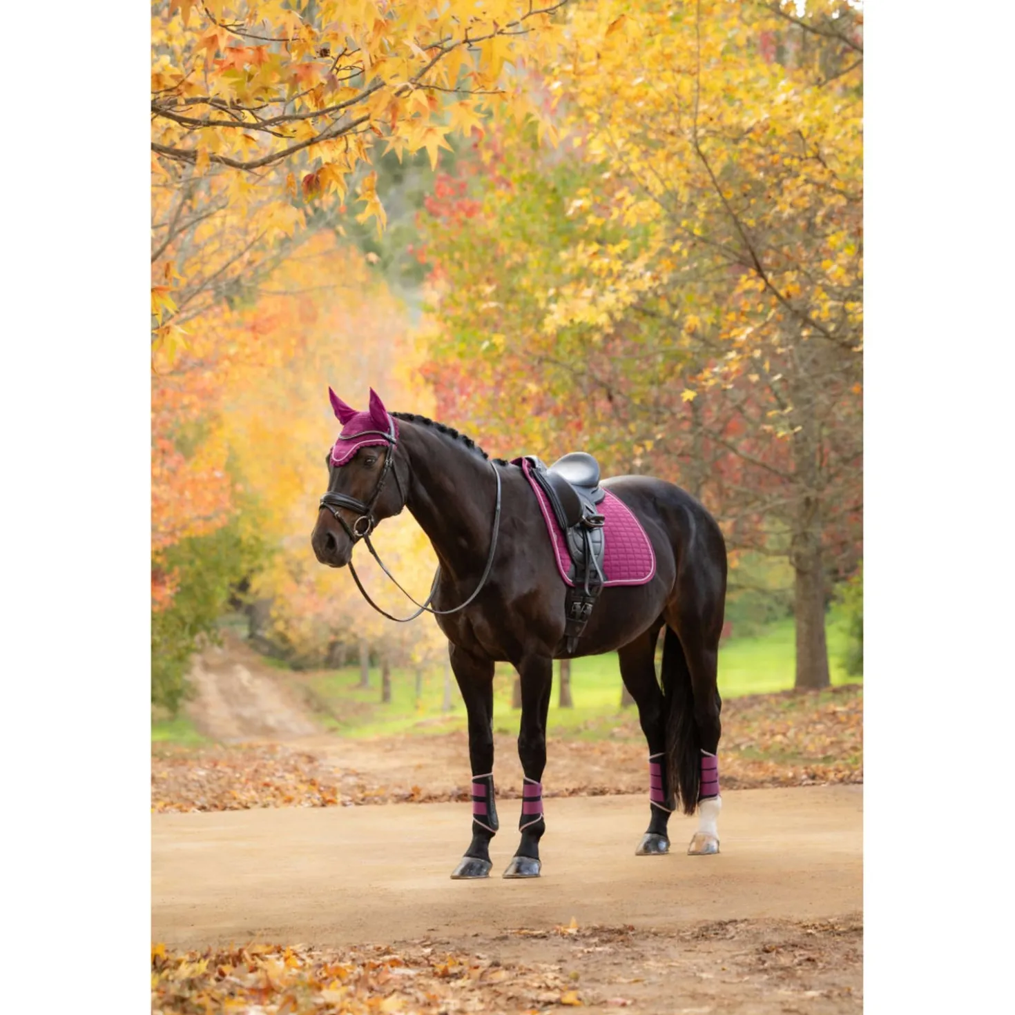 LeMieux Zadeldekje Suede Square Dressuur Blackberry