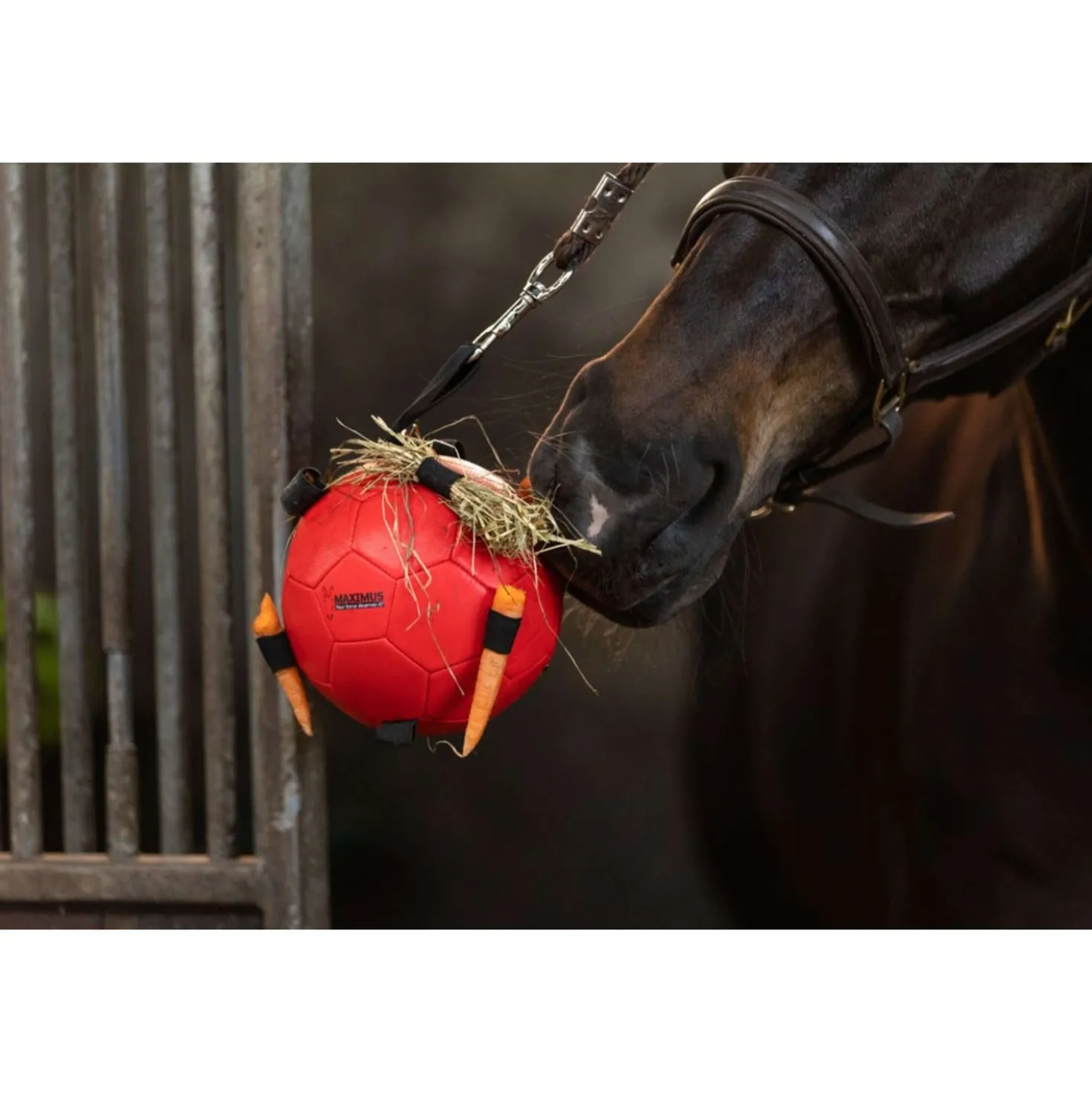 Maximus Bal Fun Play Rood