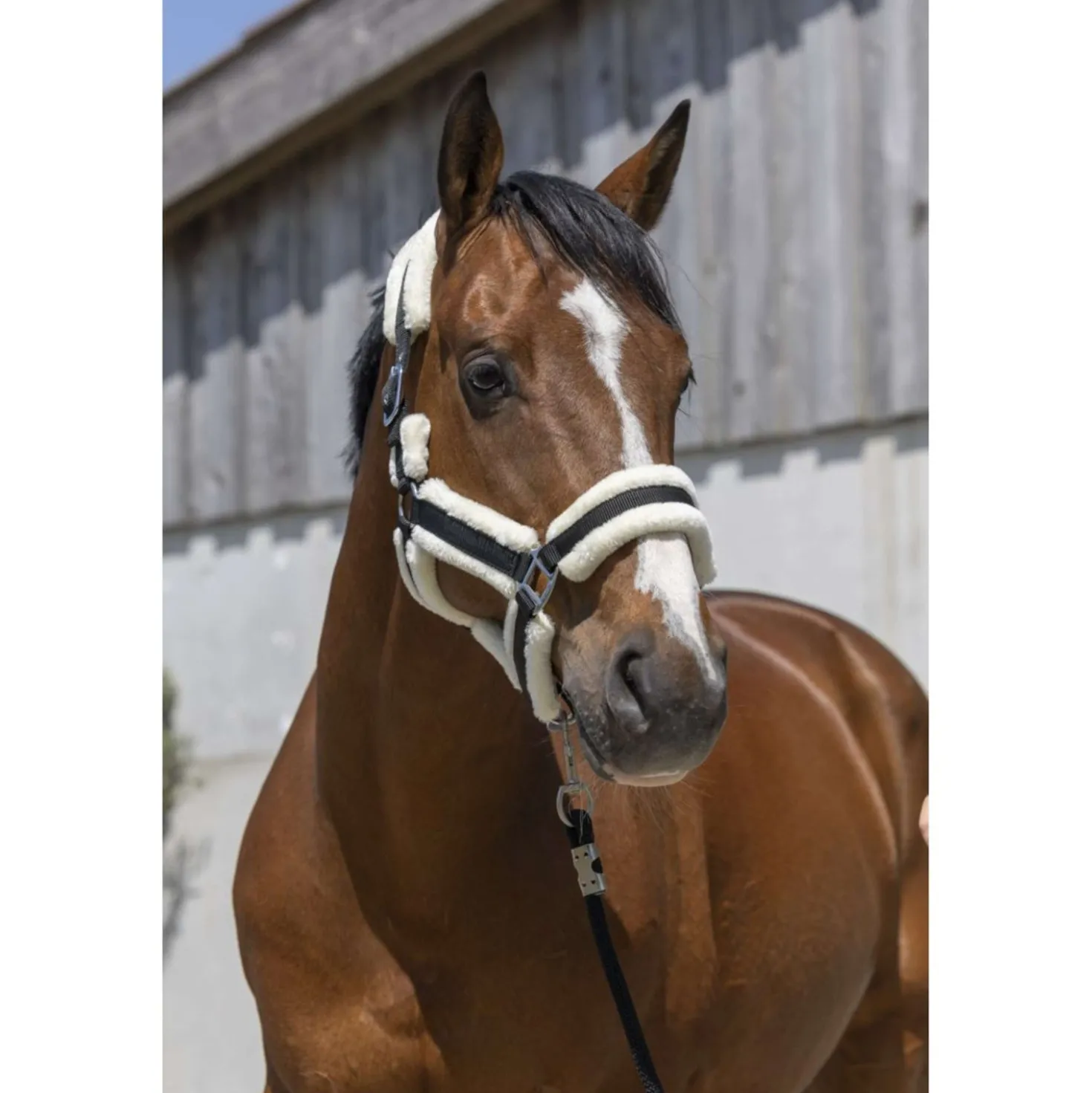 Norton Halster Cosy Zwart