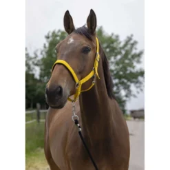 Norton Halster Satine Honing