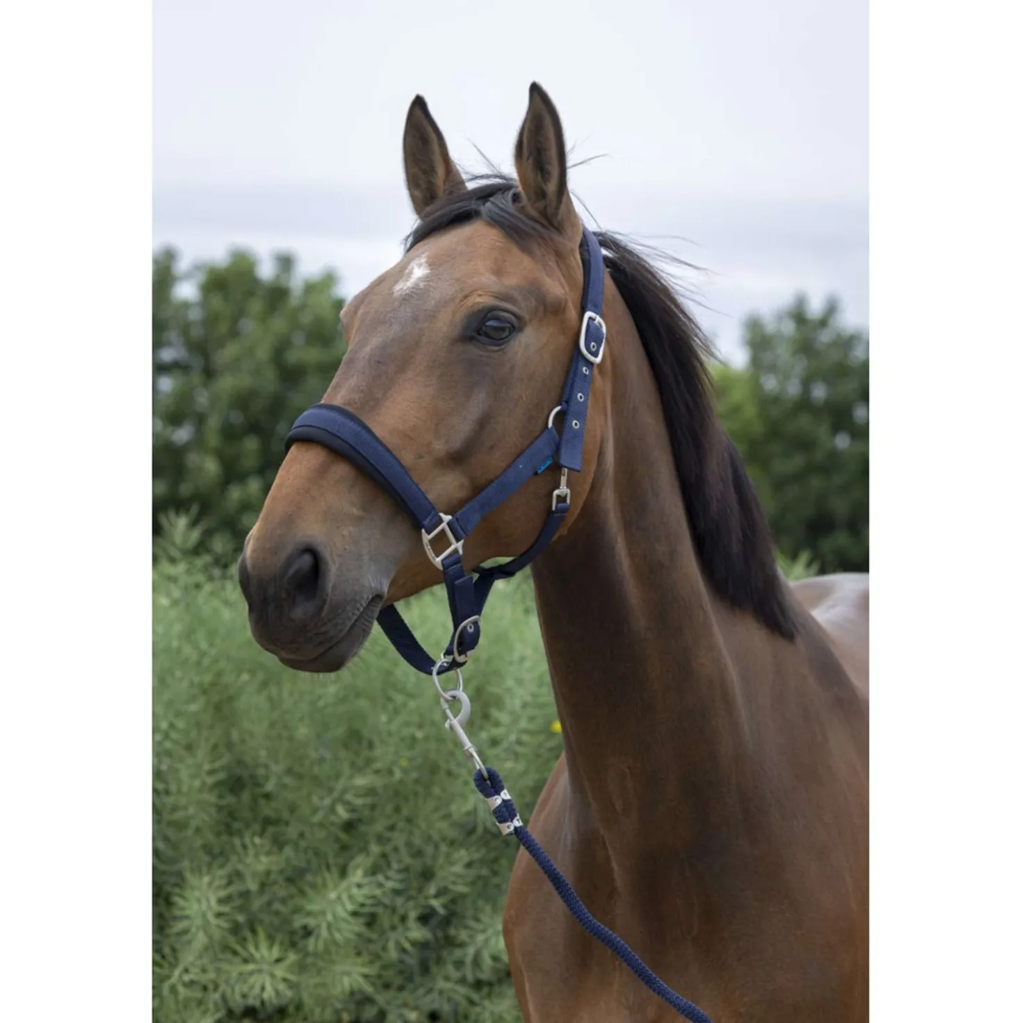 Norton Halsterset Large Navy