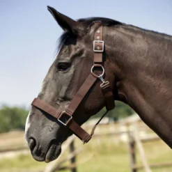 Norton Halster voor Trekpaard Bruin