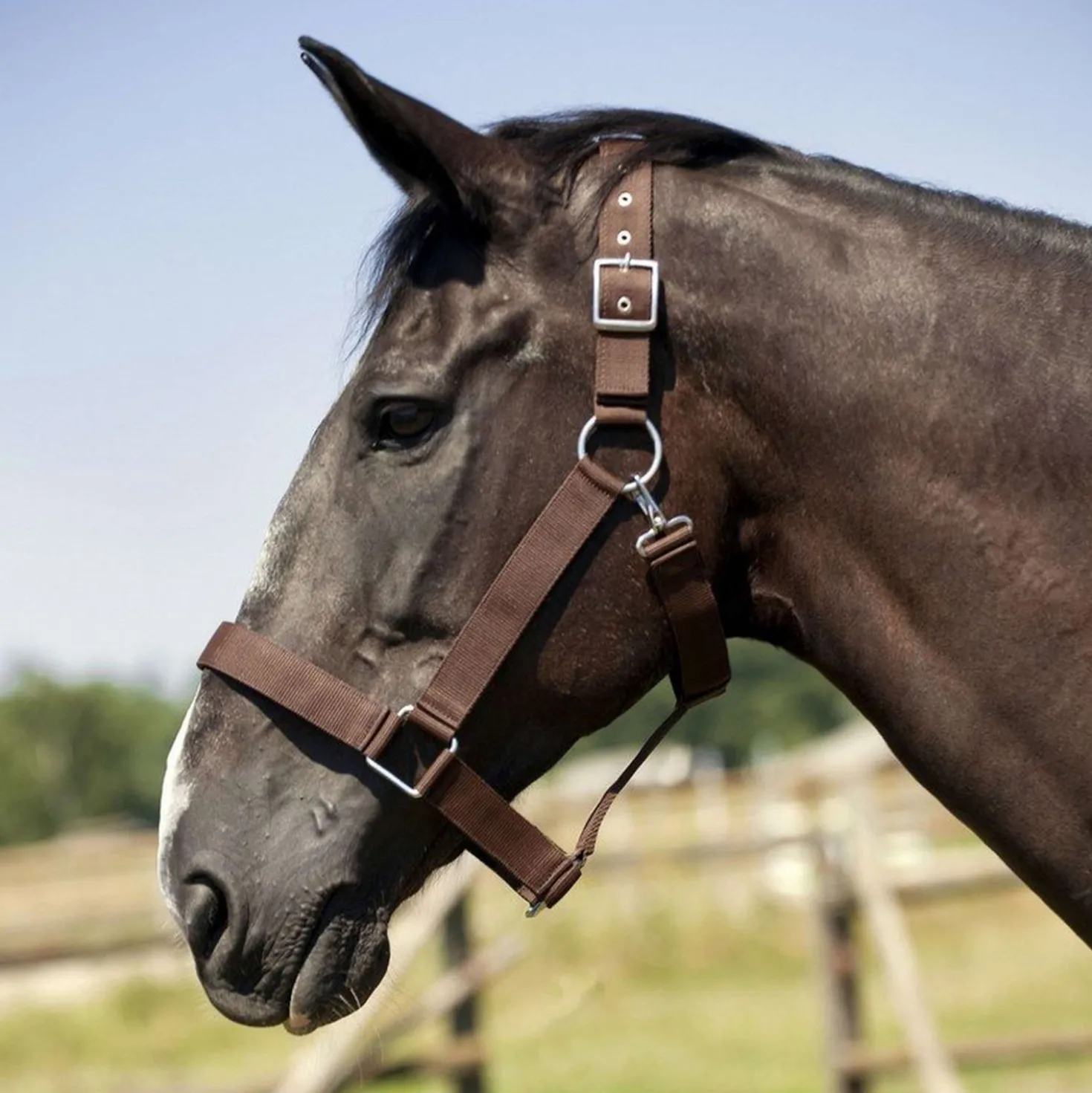 Norton Halster voor Trekpaard Bruin