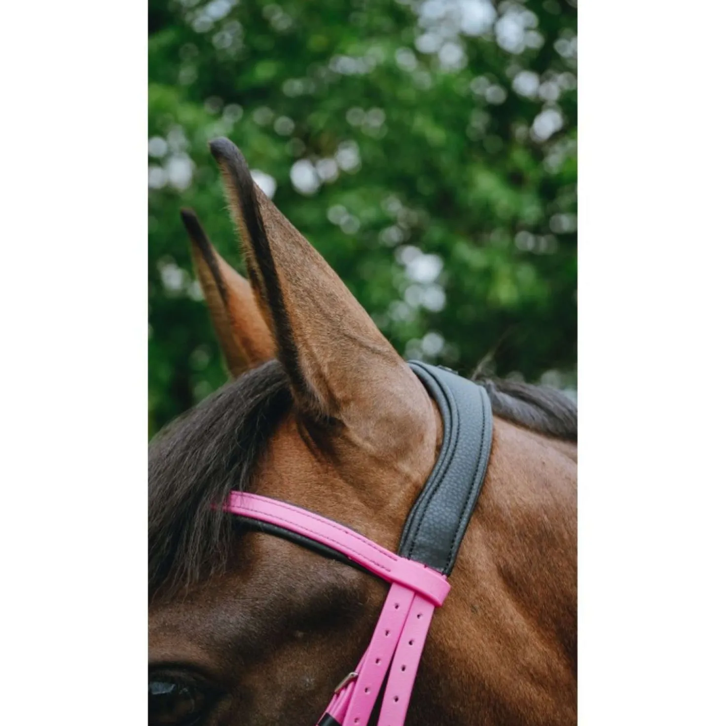 Norton Hoofdstel Endurance Roze
