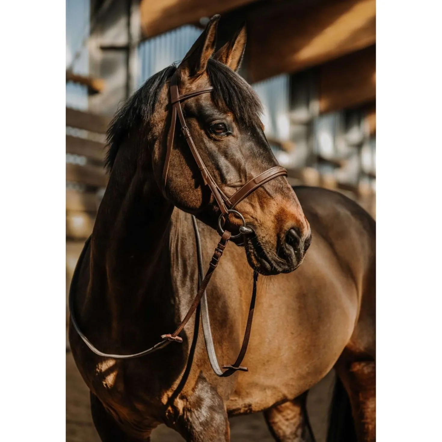 Norton Hoofdstel Hunter Comfy Havanna