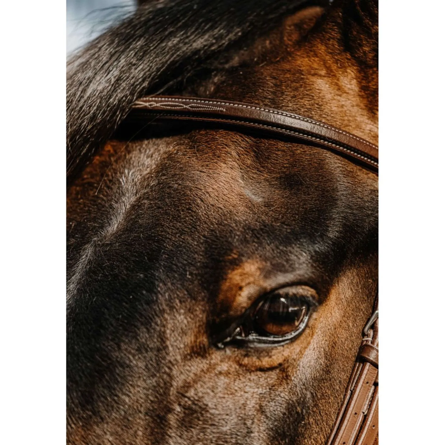 Norton Hoofdstel Hunter Comfy Havanna