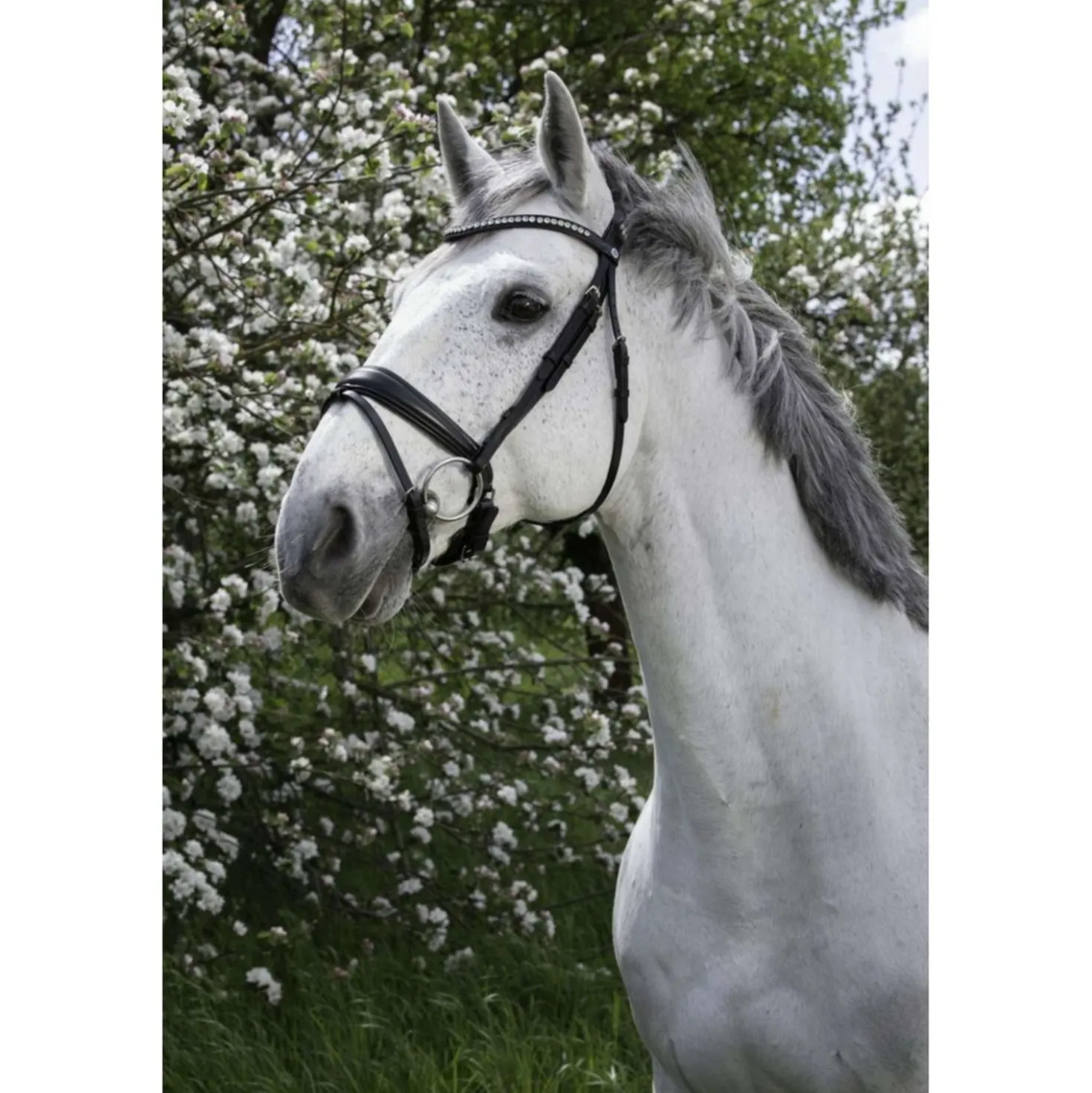 Norton Hoofdstel Strass Zwart