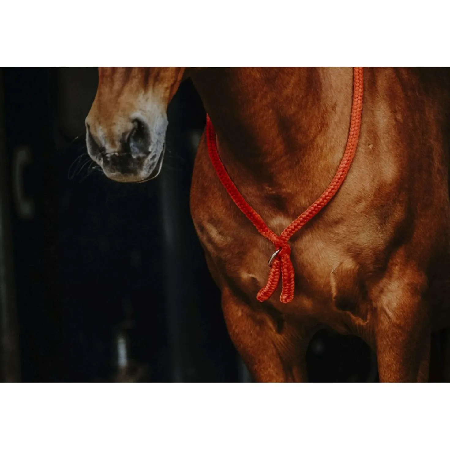 Norton Neckrope Rood