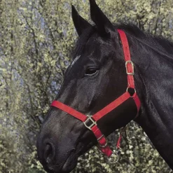 Riding World Halster Rood