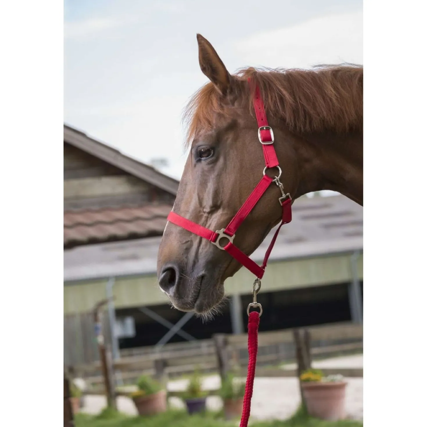 Riding World Halsterset Club met Touw Rood