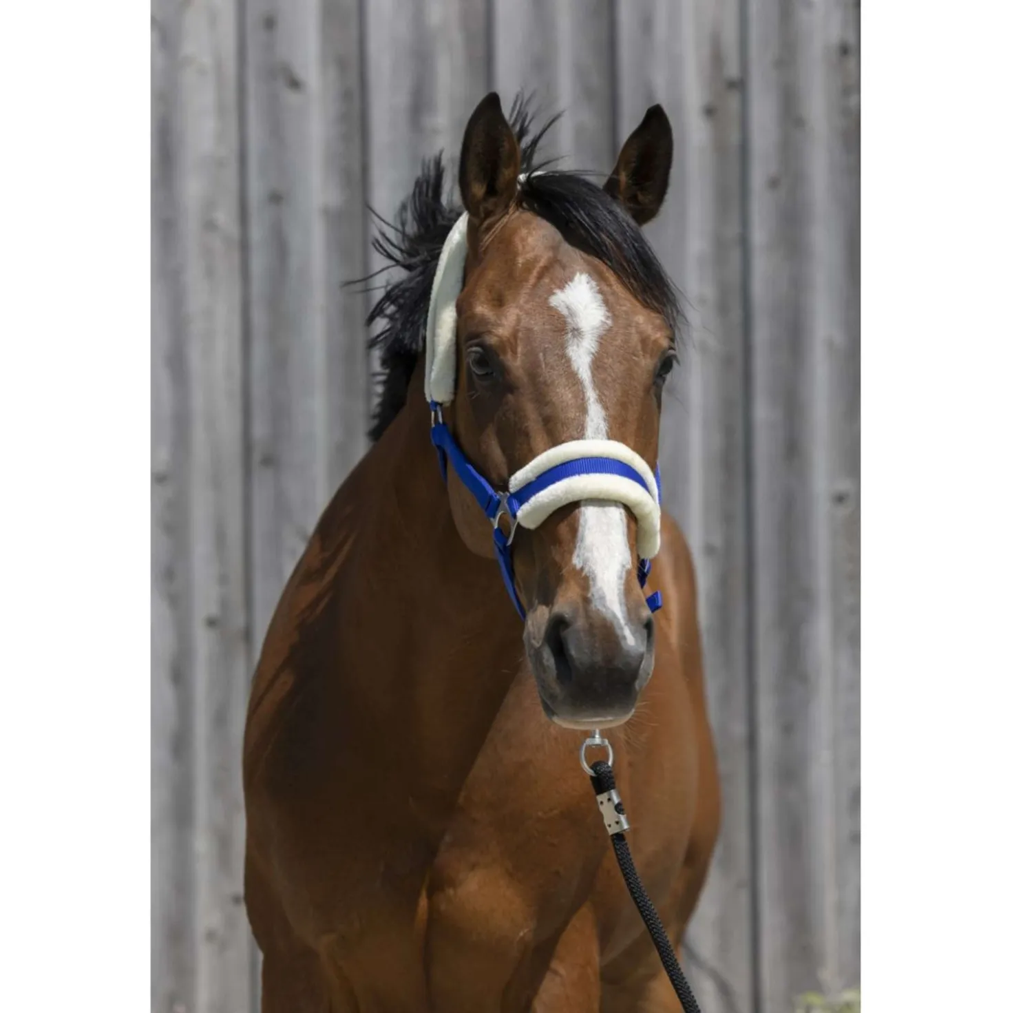 Riding World Halster Synthetic Fur Blauw