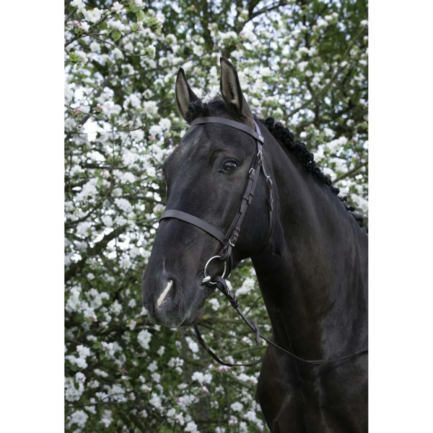 Riding World Hoofdstel met Hoge Neusriem Havana