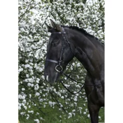 Riding World Hoofdstel met Hoge Neusriem Zwart