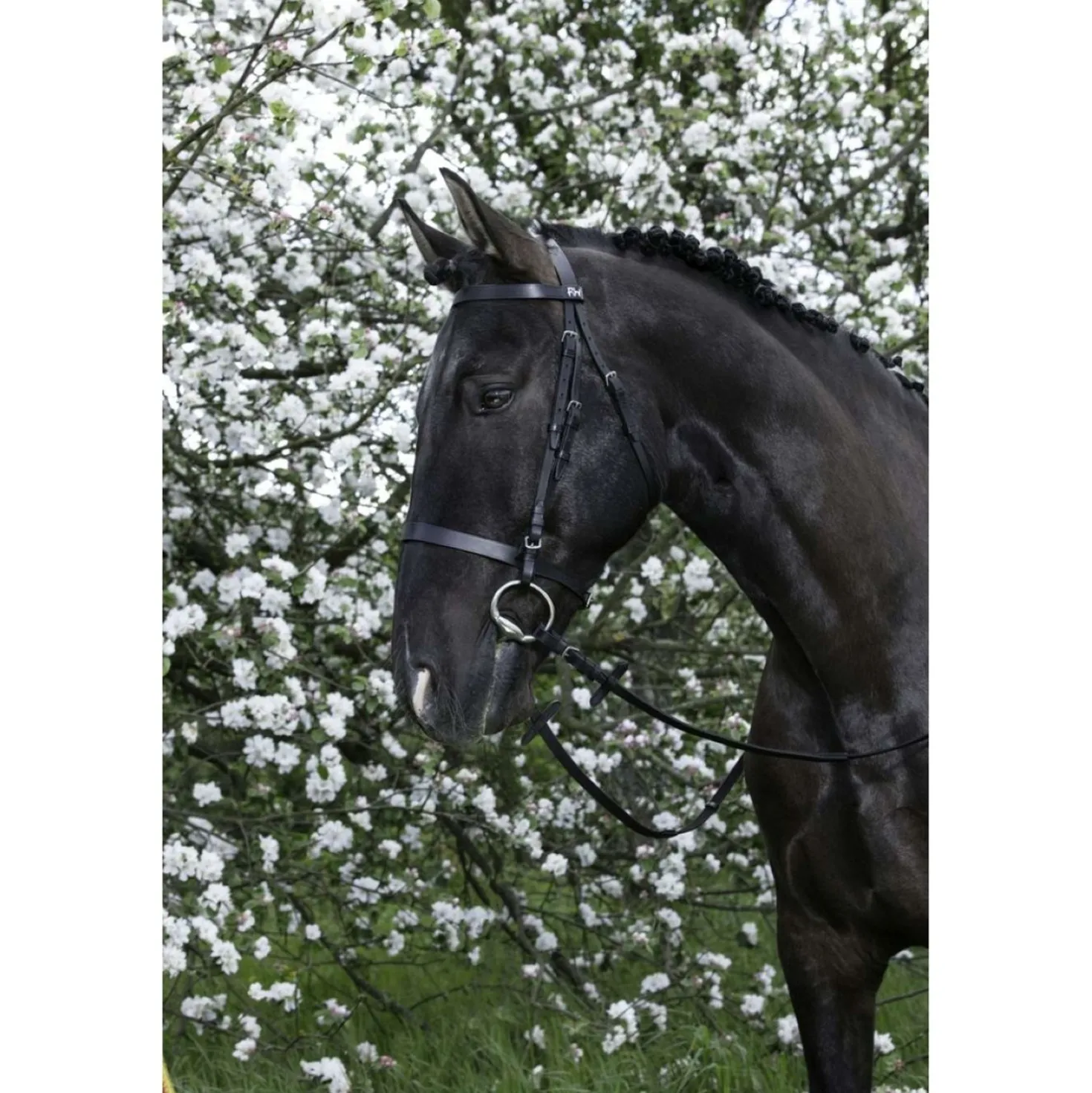 Riding World Hoofdstel met Hoge Neusriem Zwart