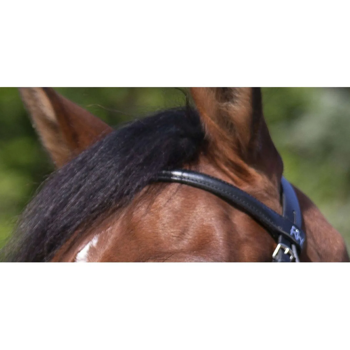 Riding World Hoofdstel met Mexicaanse Neusriem Zwart