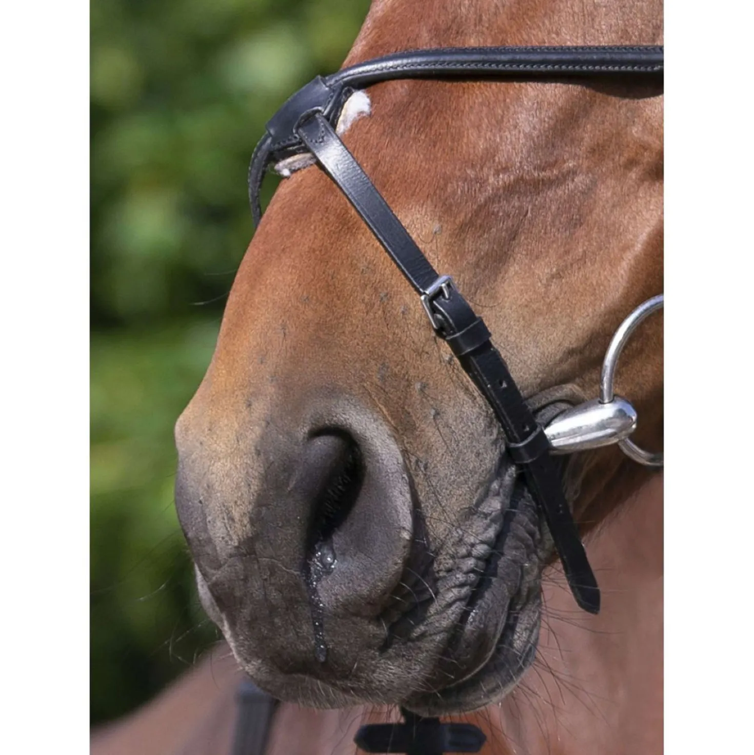 Riding World Hoofdstel met Mexicaanse Neusriem Zwart