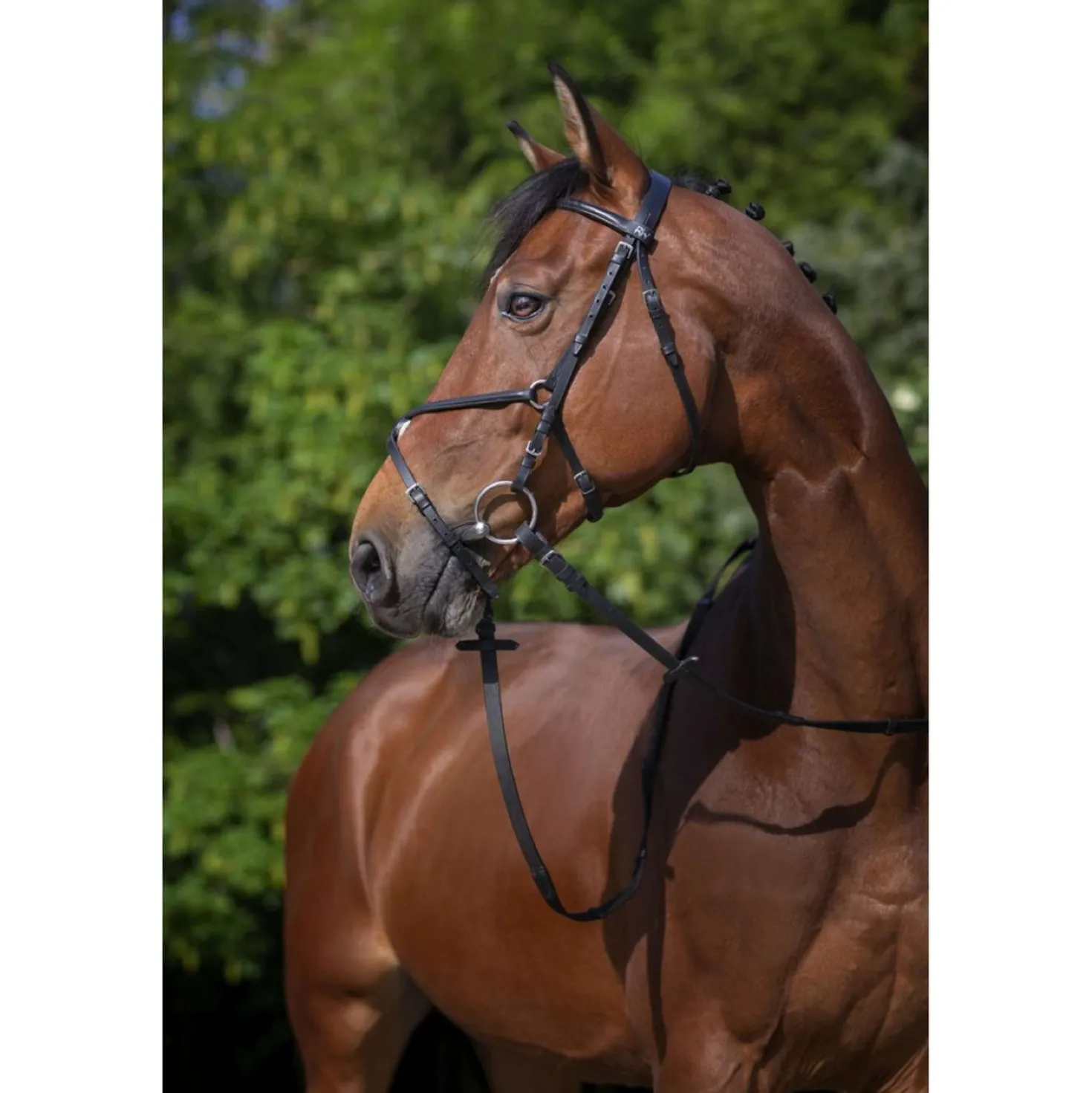 Riding World Hoofdstel met Mexicaanse Neusriem Zwart