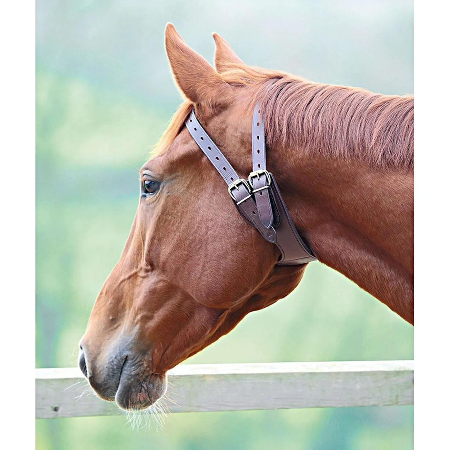 Shires Luchtzuigband Australian nut