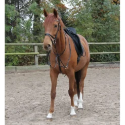 Star Martingaal Zwart