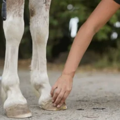Unique-horn Hoof Repair Wax