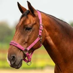 Velder Horsewear Premium Halster Satin Glow Dutch Raspberry