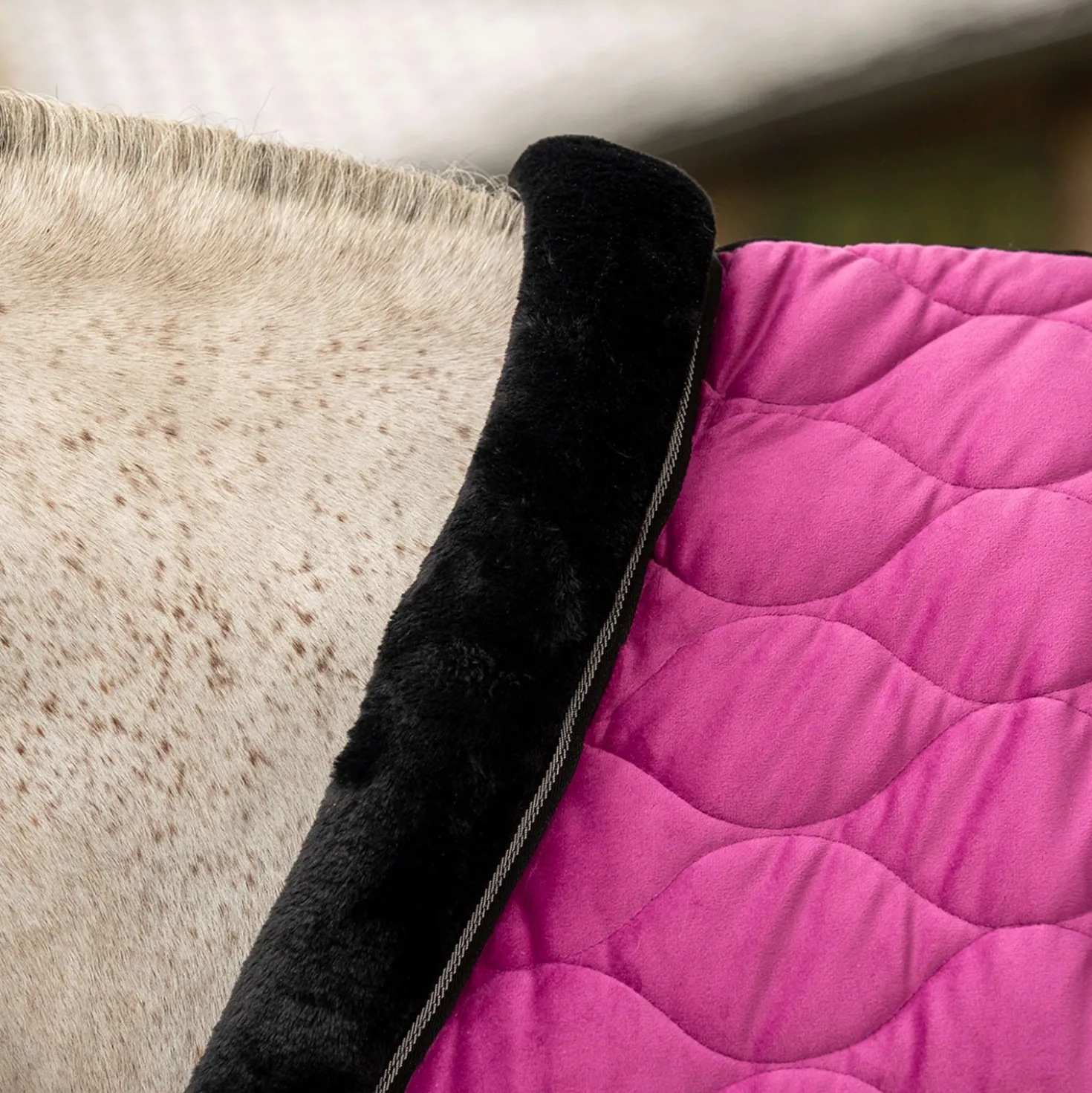 Velder Horsewear Premium Showdeken Satin Glow Dutch Raspberry