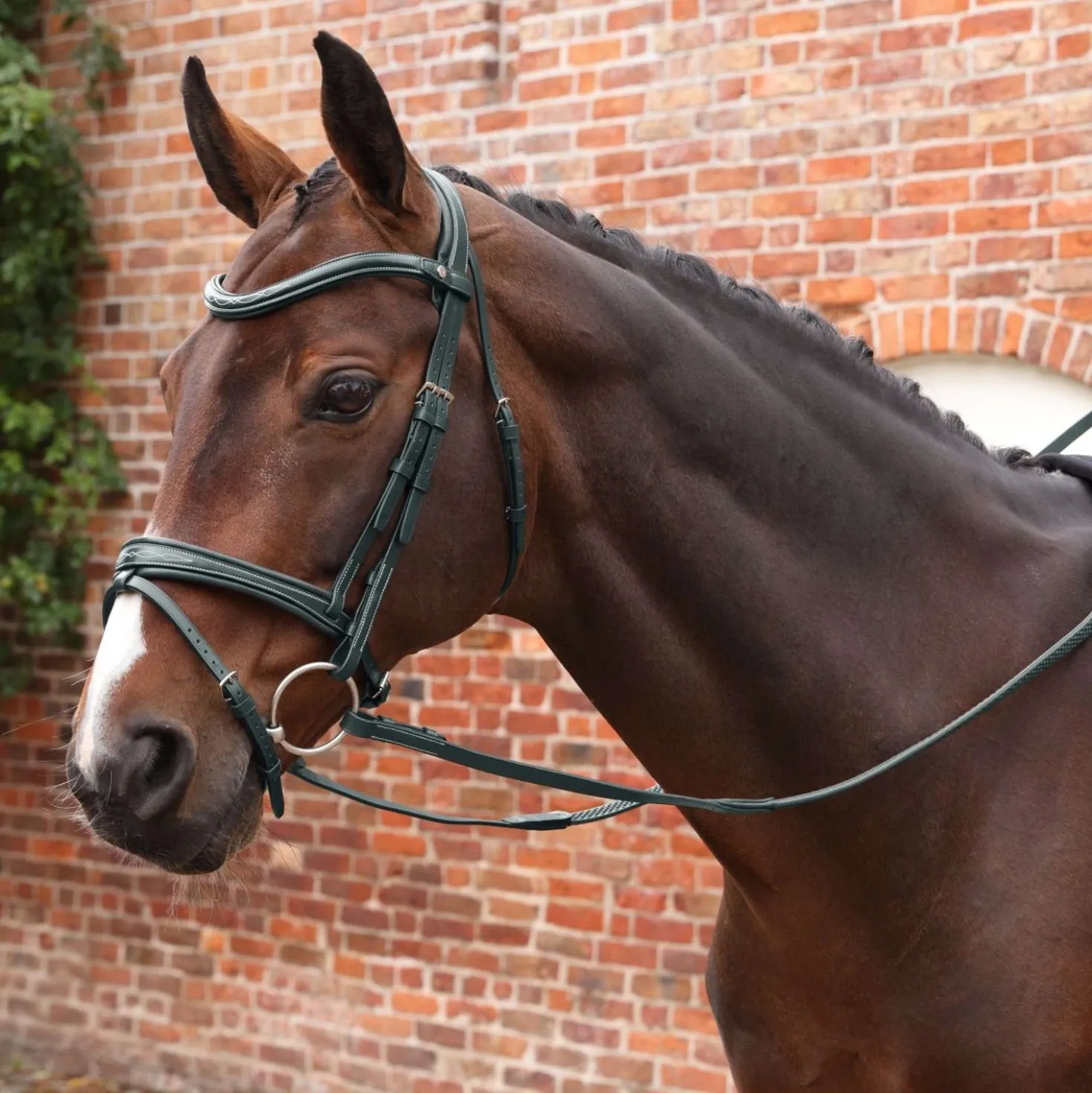 Velociti by Shires Teugels Lusso Elite Pro SureGrip Zwart