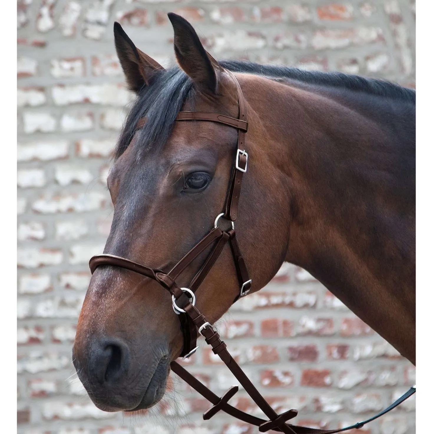 Waldhausen Bitloos Hoofdstel Linda Tellington Jones Bruin
