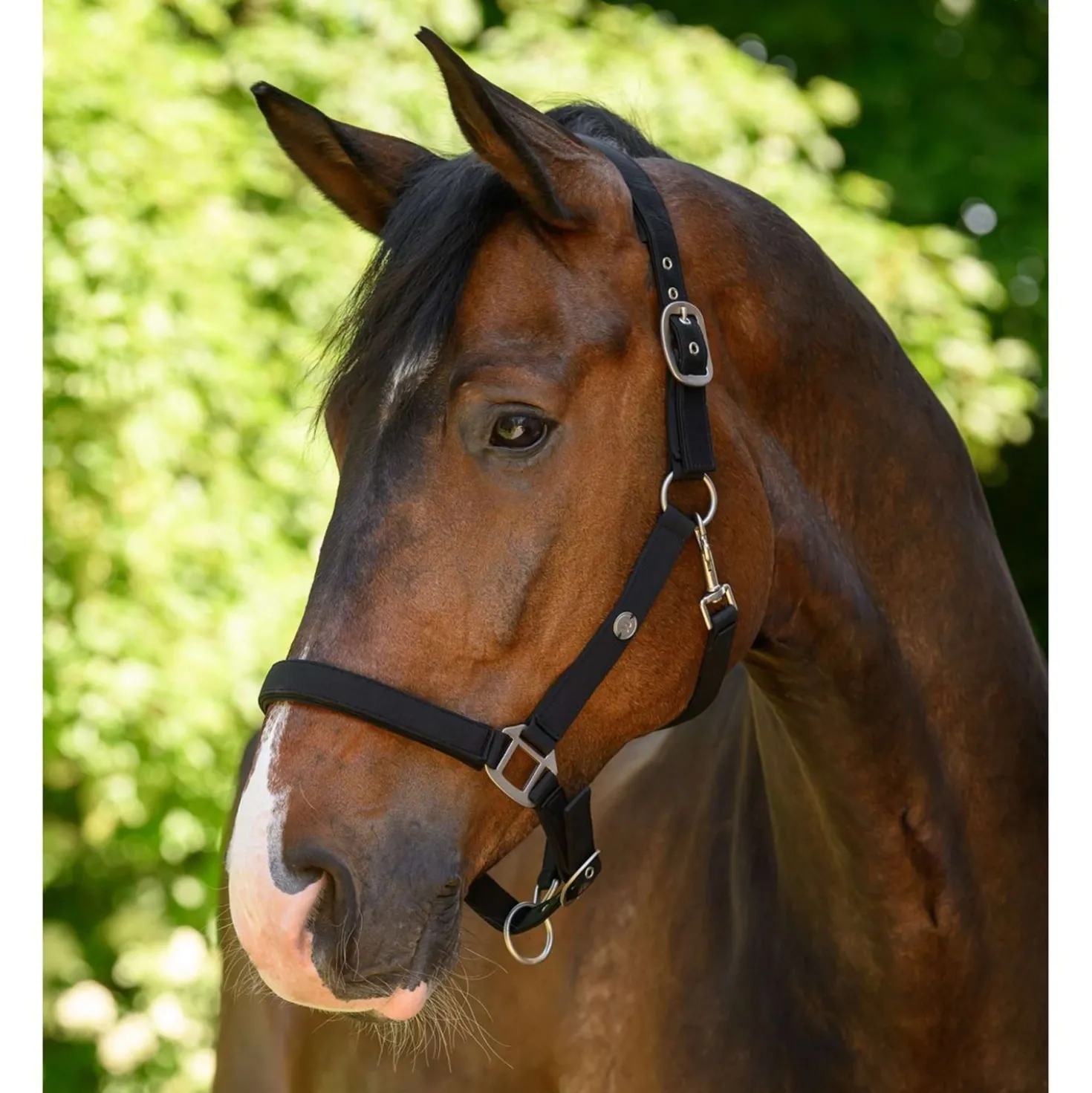 Waldhausen Halster Trinidad Zwart