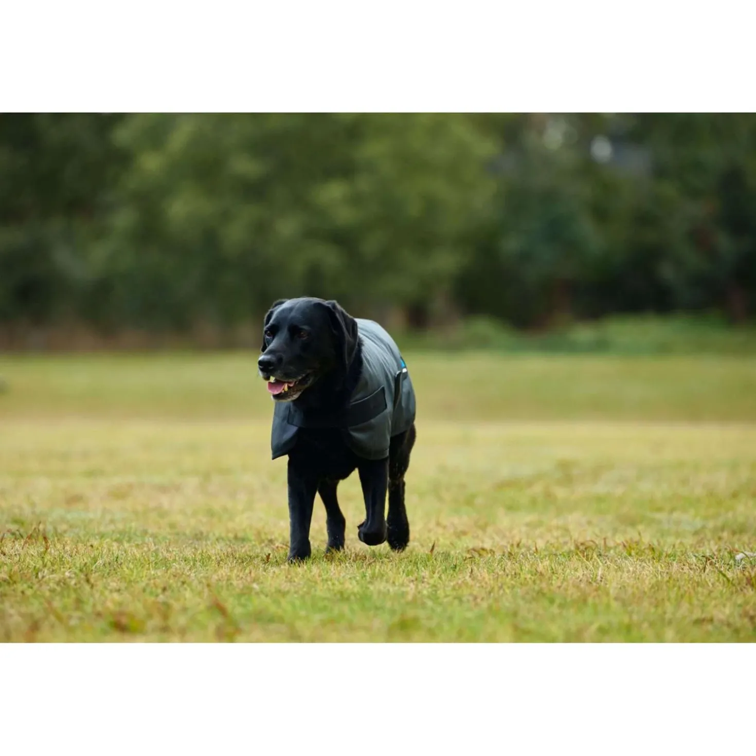 WeatherBeeta Hondendeken ComFiTec Classic Waterproof Charcoal