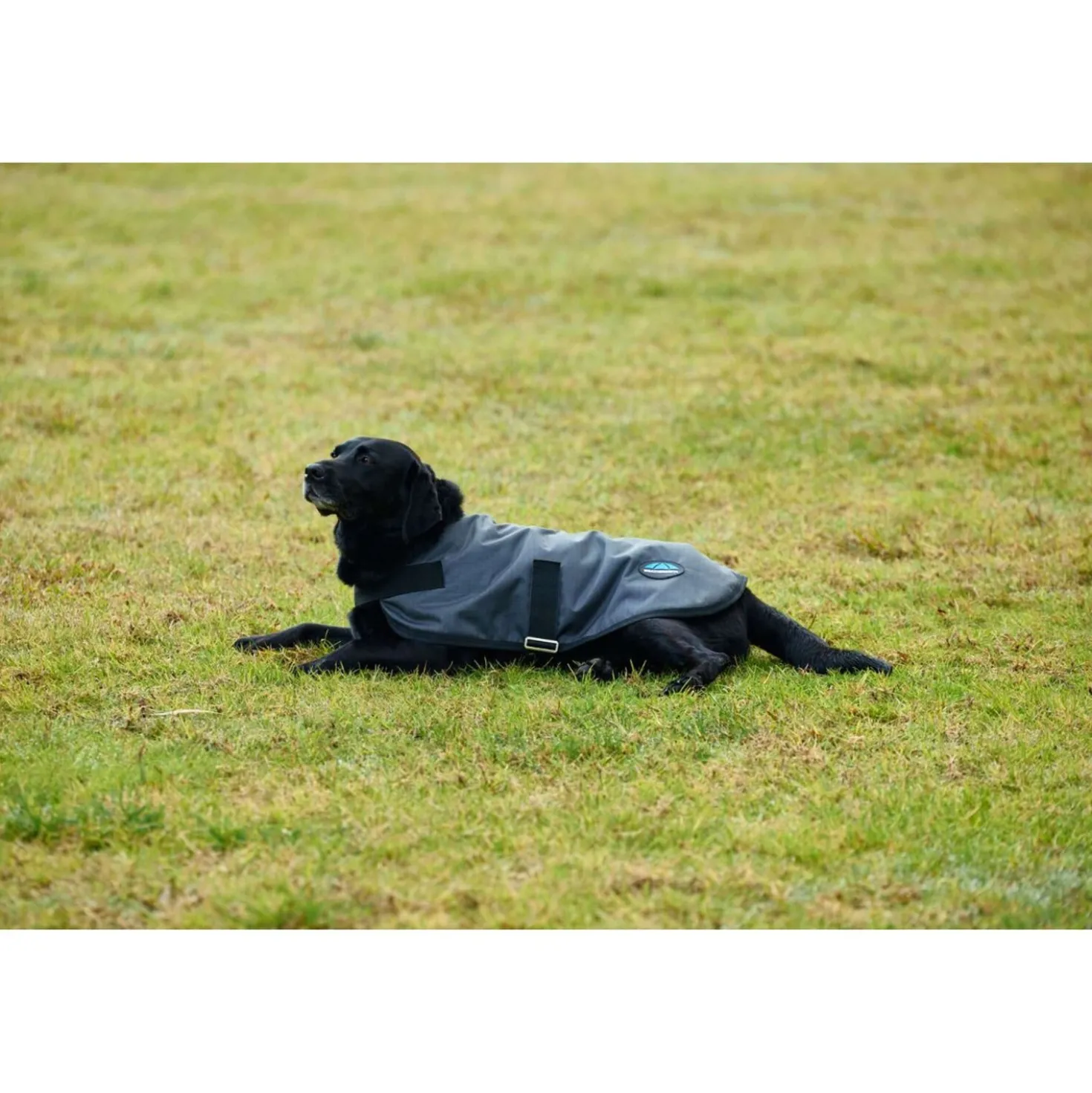 WeatherBeeta Hondendeken ComFiTec Classic Waterproof Charcoal