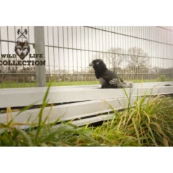 Wild Life Dog Raven (raaf)