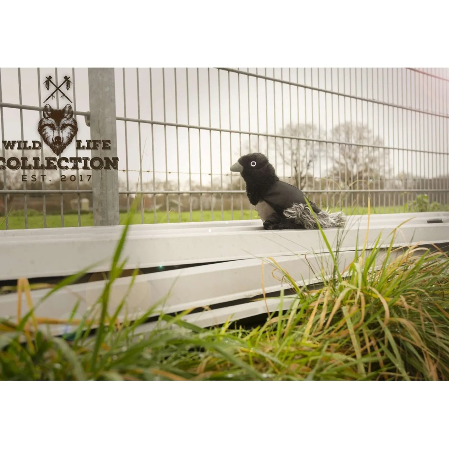 Wild Life Dog Raven (raaf)